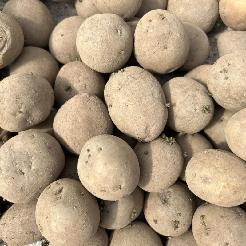 Эффективная подготовка картофеля к весенней посадке