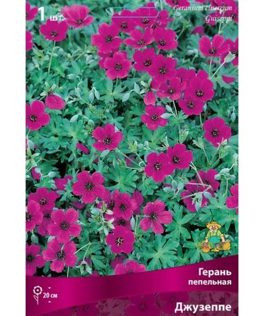 Февраль: время для новой жизни герани и вредные сорта, которые стоит избегать