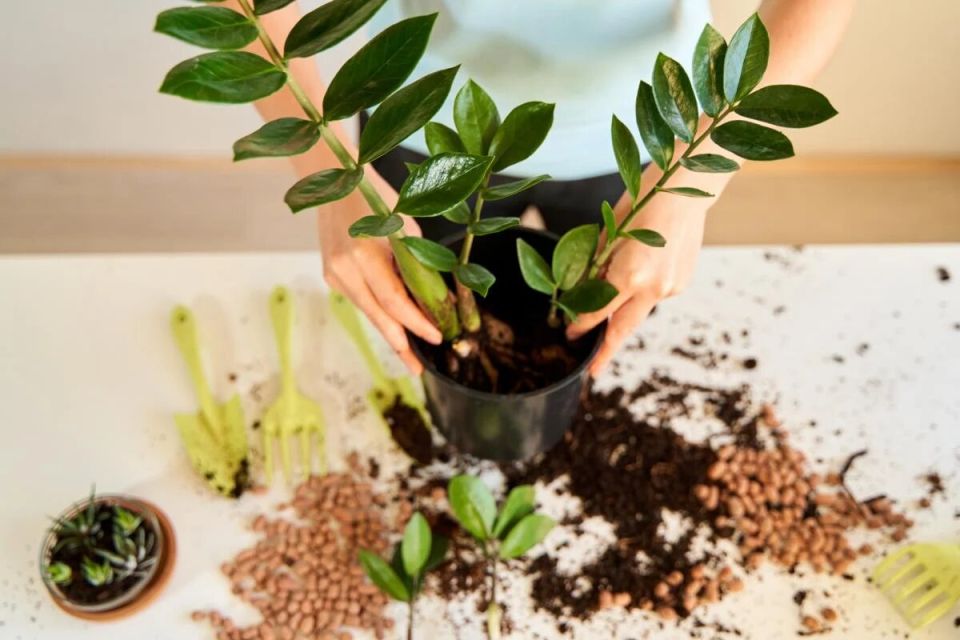 Как пересадка замиокулькаса может преобразить ваш интерьер