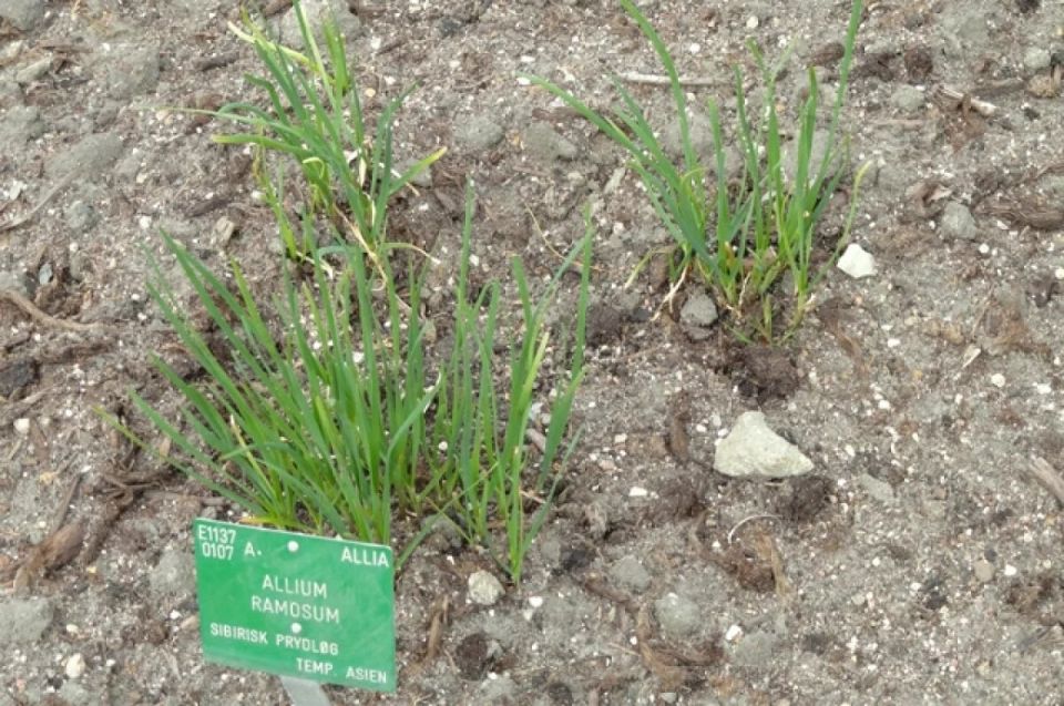 Лук джусай: идеальный садовый секрет для вашей дачи в 2025 году