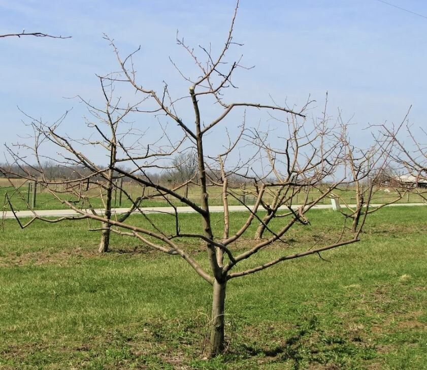 Весной и осенью: когда лучше обрезать растения?