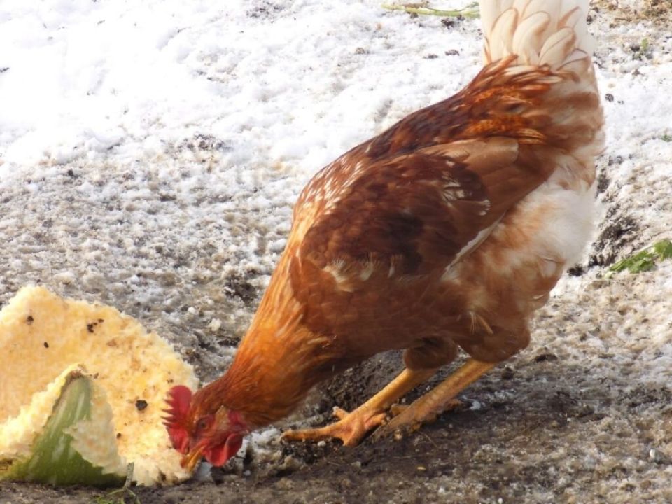 Как правильно кормить кур травами