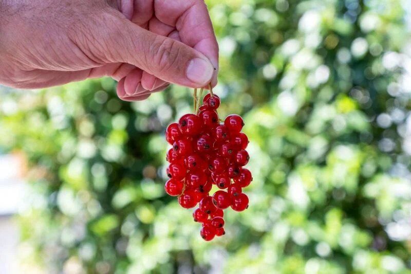 Секреты успешного ухода за смородиной: как подкормить во время и после цветения