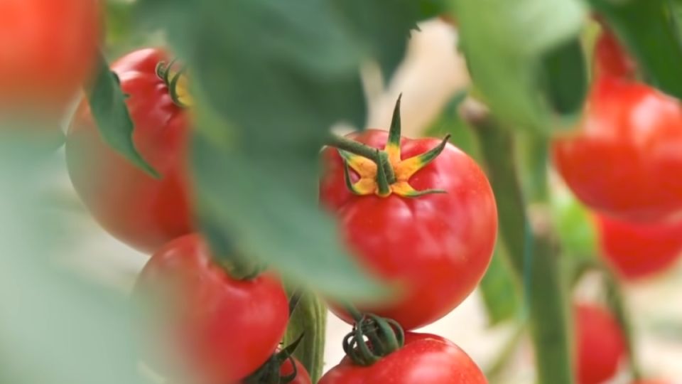 Секреты успешной подкормки томатов: как достичь богатого урожая