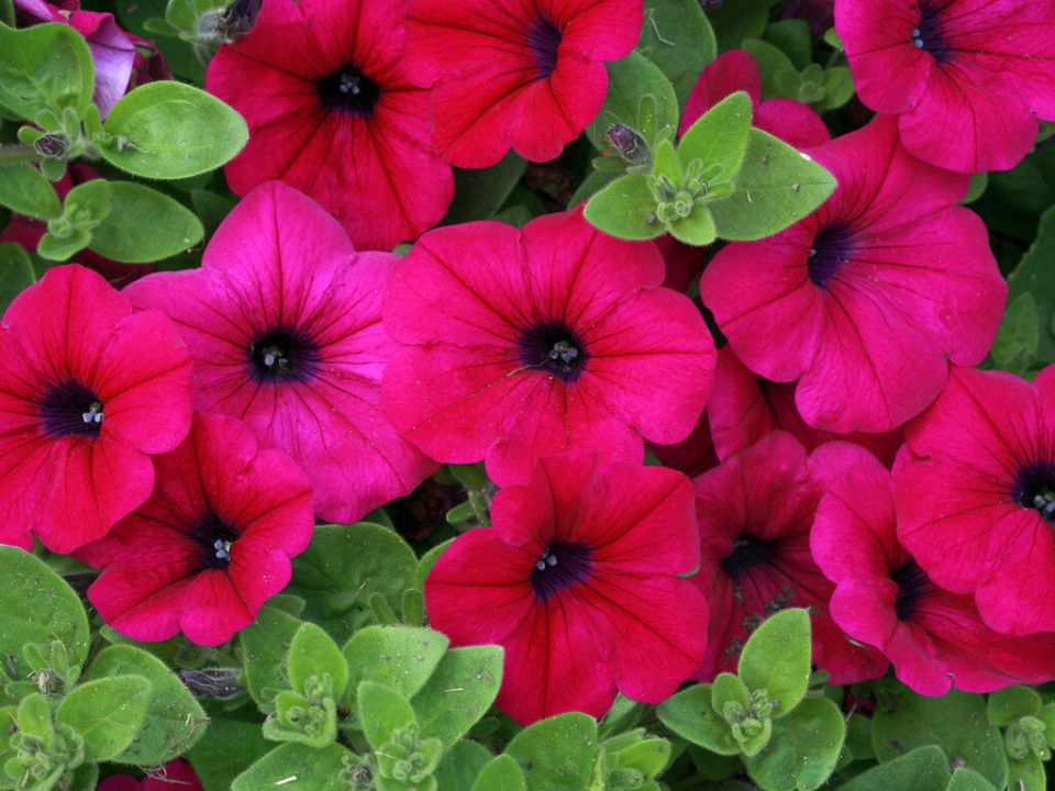 Почему стоит сеять петунии в декабре: секреты успешного цветника