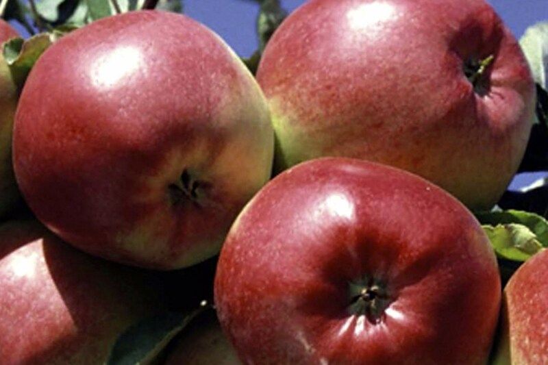 Яблоки Лигол: пообещанные качества и реальная ситуация