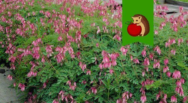 Лучшие многолетние цветы для дачи: красота без забот