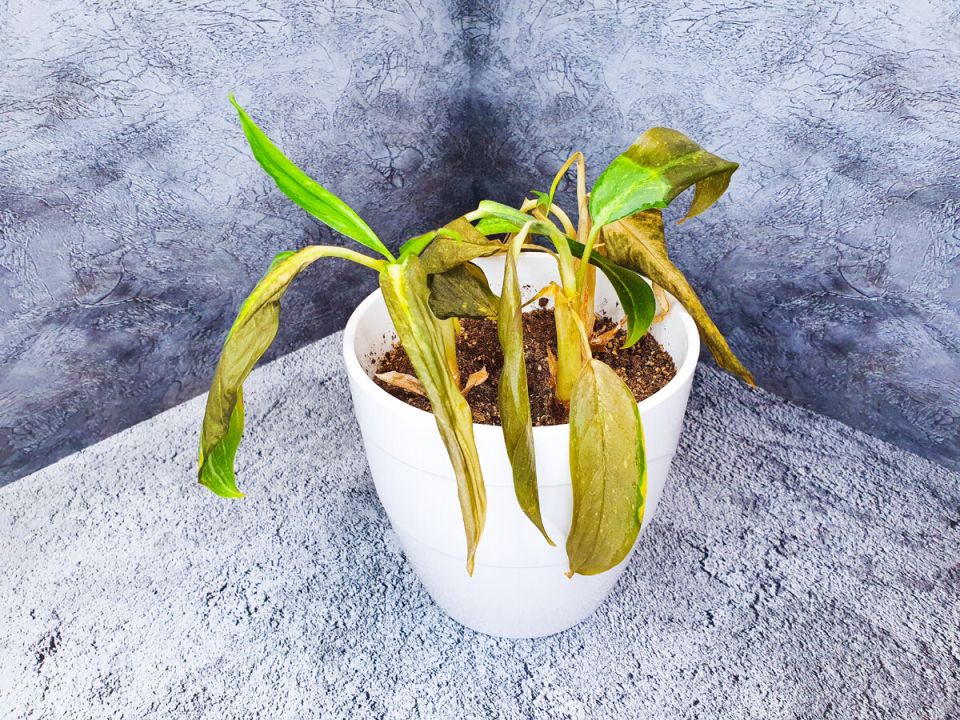 Когда растения страдают: причины и последствия неправильного ухода