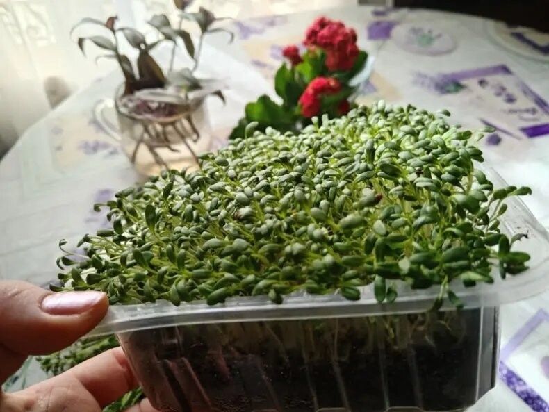Как вырастить микрозелень к Новому году всего за две недели