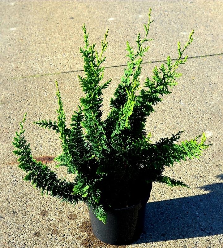 Тепло среди осени: выбор идеальных кипарисовиков для вашего сада