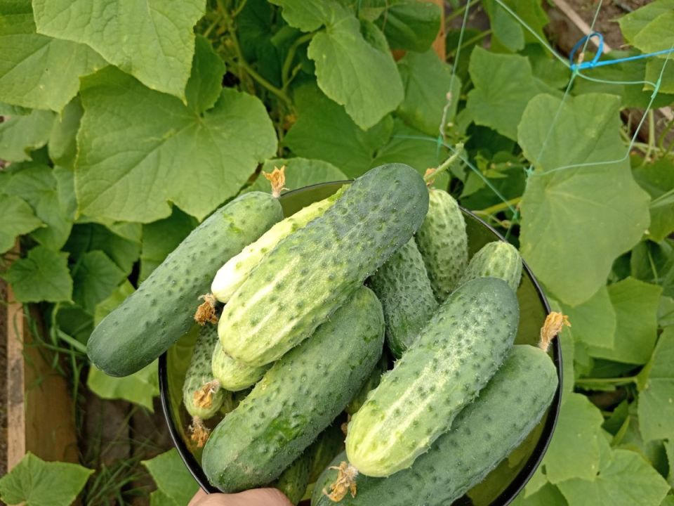 ������ ������� ������� ��� ������� � 2025 ����