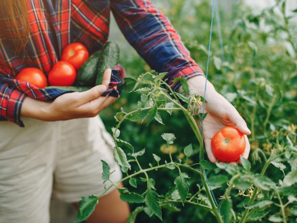 ������ �����: ��� �������� ������������ ������ � �������� ������