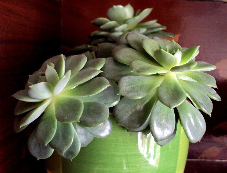 Эхеверии: каменные розы для вашего дома — как ухаживать и размножать