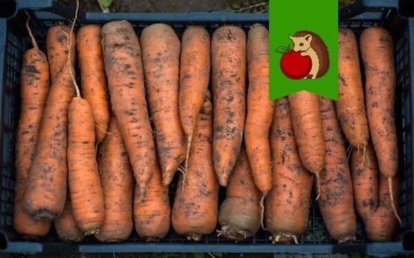 ��� ������ ������������ �������: ������ ��� ��������