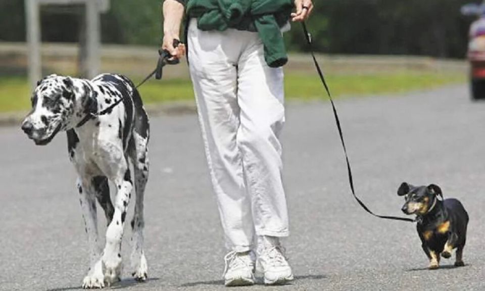 Как избежать штрафов: важные правила для владельцев домашних животных