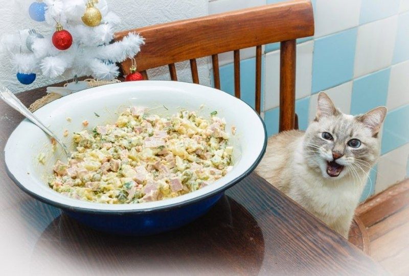 ���� ��� ������ ����: �������� � ����� �������