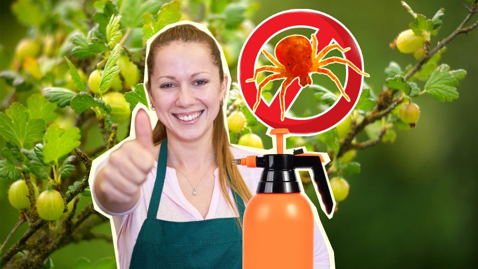 Победить паутинного клеща сможете только так: агроном дала дельный совет