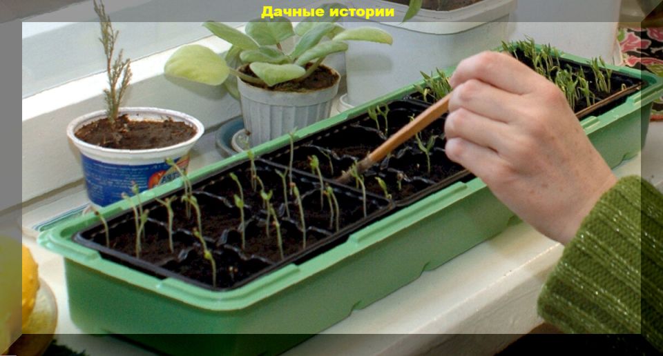 ��� ������� ��������� �������: ������� � ������ ��� ����������