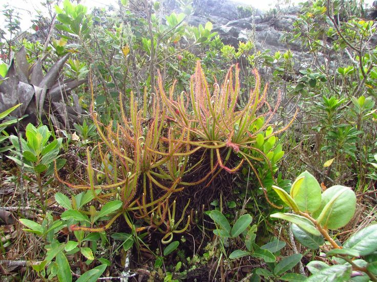 ����������� �������� ������� �������: ��� ���������� ���� ������� ������ � ������� "Drosera magnifica"