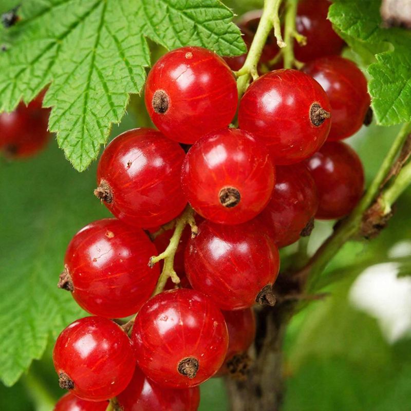 ����� �� ������: ��� ��������� �������� ������� ��������� ��� �������� ������