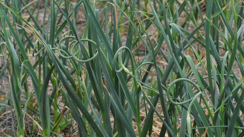 ��� �������� �������� �������: ������ �� �������� ���������