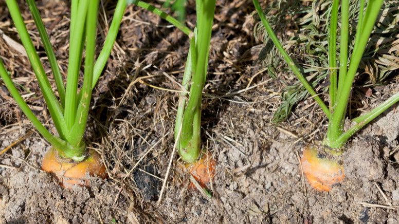 ��� ����������� ����� �������� ������� ��������� ������