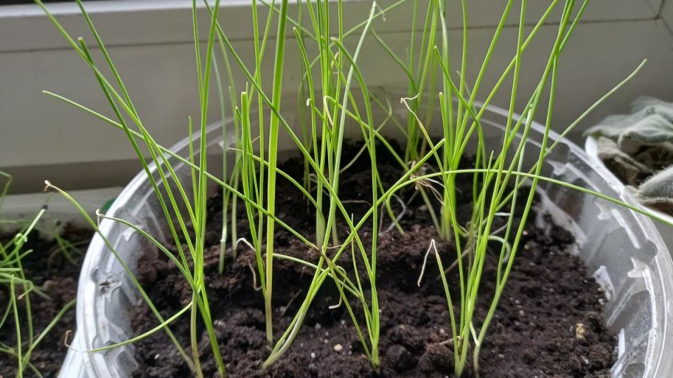 ��� ������ ����� ������������� ����� � ����������� �������� ����