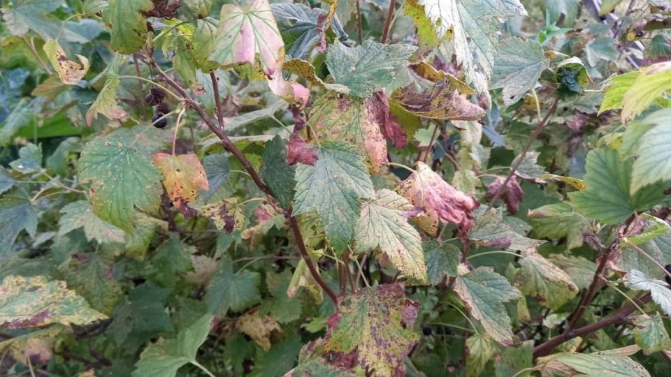 ������� �������� ������ ���������: ��� ������������� �������� ������!