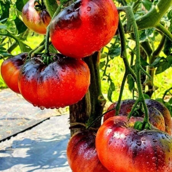 ����� ���� �����: ��� ����������� ���� ����������� ������ ���������