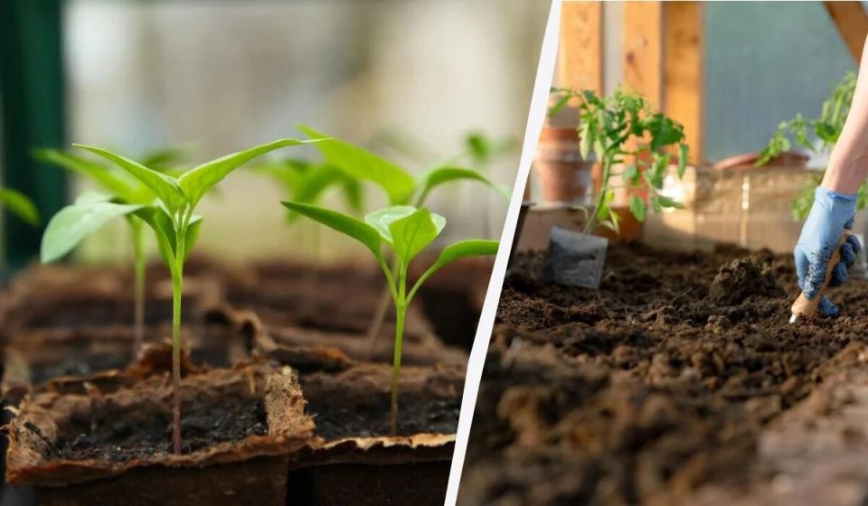 Как вырастить рассаду перца без пикировки и избежать стресса для растений
