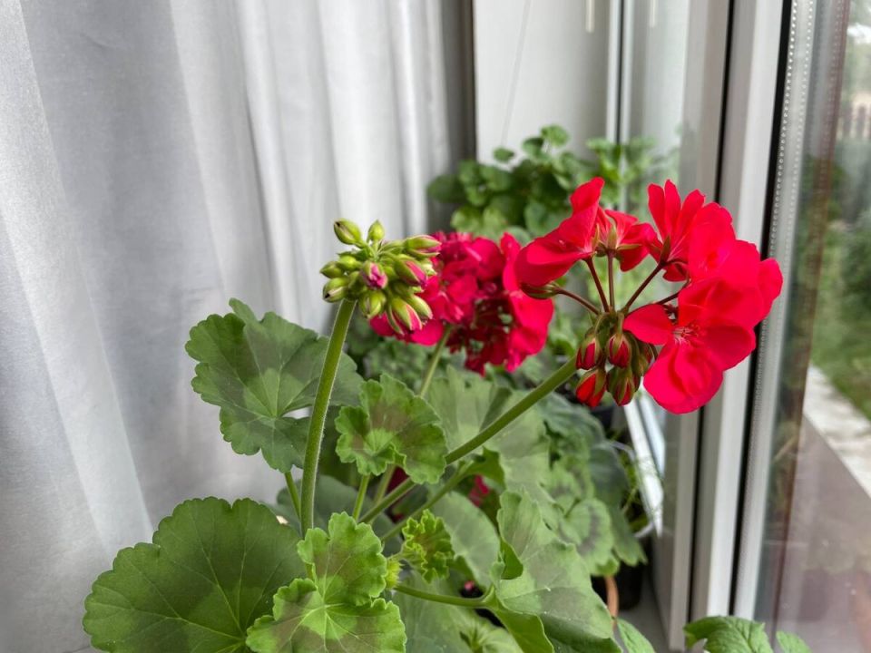 Как выбрать лучший день для пересадки комнатных растений в 2026 году