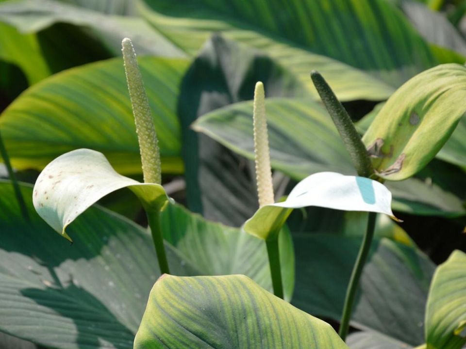 ��� ��������� �� �������������: ������� �������� ��������� ��� ����������� ��������