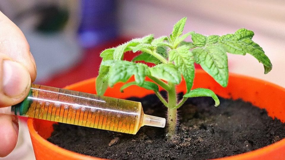 Спокойные растительные подкормки для рассады помогают растению набрать силу