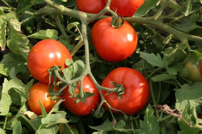 Томат Натус — выносливый гибрид с ровными плодами для открытого грунта