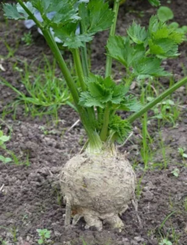 ��������� �����: ��� ����� ����� � ������� � ��� ������� � ��� �������� ������ �������