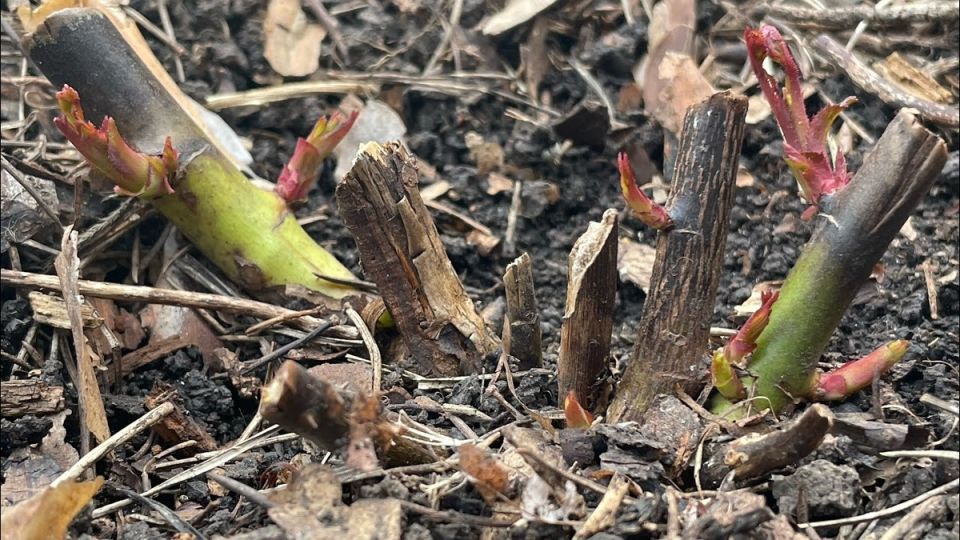 Почему чернеют розы после зимы и как вернуть им здоровье