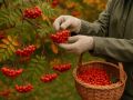 Как сохранить вкус и пользу рябины на зиму: простые и эффективные рецепты