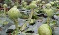 Новый урожай: что сажать после капусты для лучшего результата?