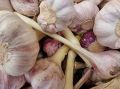 Эти продукты обязательно должны быть на кухне: выручат в любой ситуации