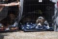В России планируют обязательную регистрацию домашних животных: что это изменит?