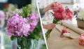Как сохранить красоту пионов и продлить их жизнь в букете