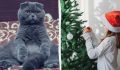 Как защитить рождественскую елку от шаловливых котов: полезные советы перед праздниками