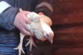 Сальмонеллез у домашних кур: как предотвратить и лечить