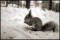 Приключения белки-ниндзя: как зимняя фотосессия обернулась гонкой