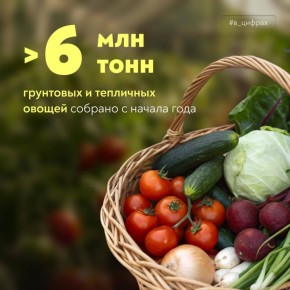 Свежие новости с грядок. Российские аграрии собрали уже >6,1 млн тонн овощей – больше, чем за тот же период в прошлом году