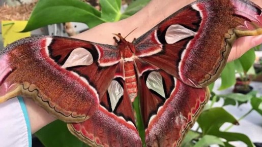 Одна из самых крупных бабочек мира "Павлиноглазка атлас" появилась на свет в "Ботаническом саду КБГУ"