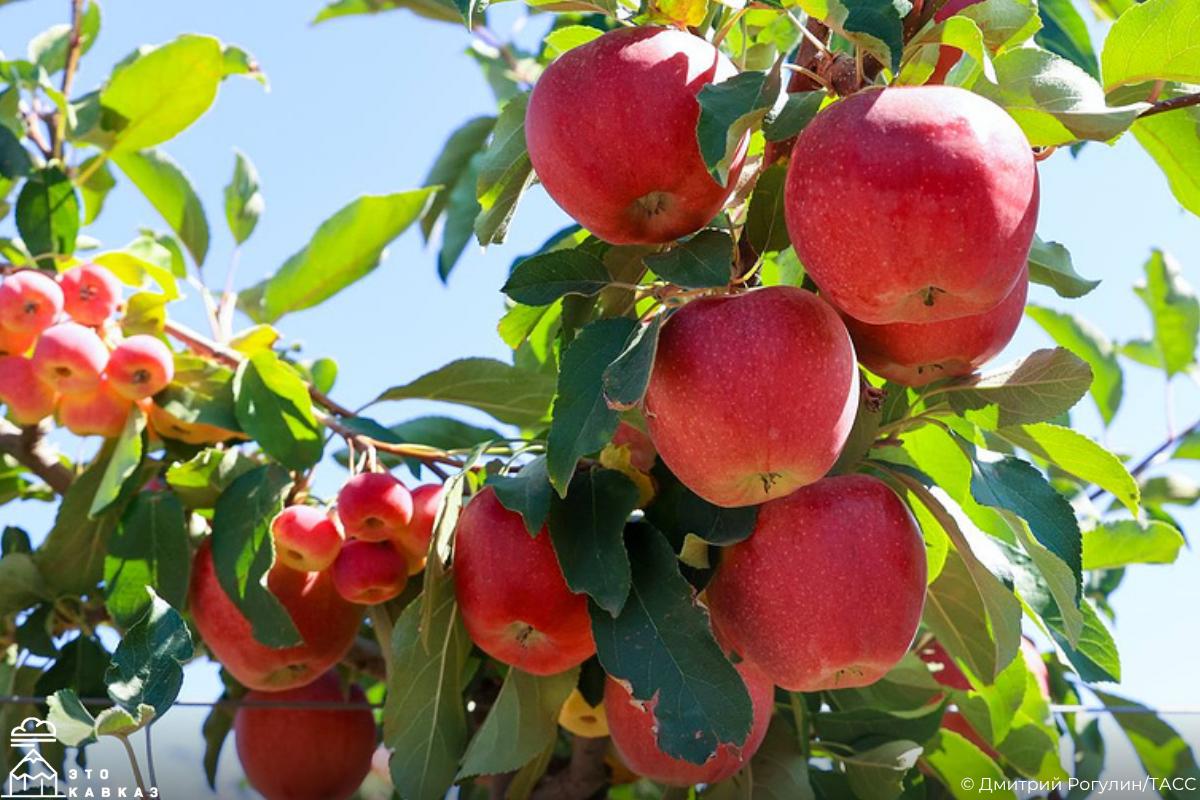 А вы знали, что каждое третье яблоко в торговых сетях России выращено в Кабардино-Балкарии?