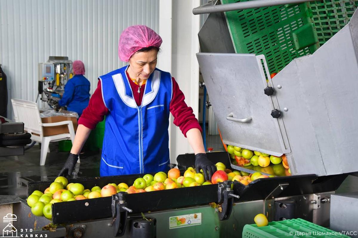 А вы знали, что каждое третье яблоко в торговых сетях России выращено в Кабардино-Балкарии? А вы знали, что каждое третье яблоко в торговых сетях России выращено в Кабардино-Балкарии?