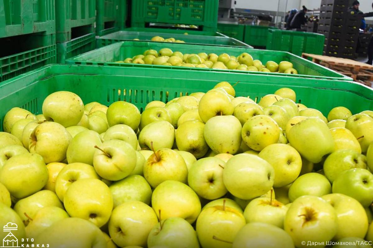 А вы знали, что каждое третье яблоко в торговых сетях России выращено в Кабардино-Балкарии? А вы знали, что каждое третье яблоко в торговых сетях России выращено в Кабардино-Балкарии?