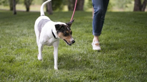 Как сохранить чистоту двора: советы для жителей многоквартирных домов